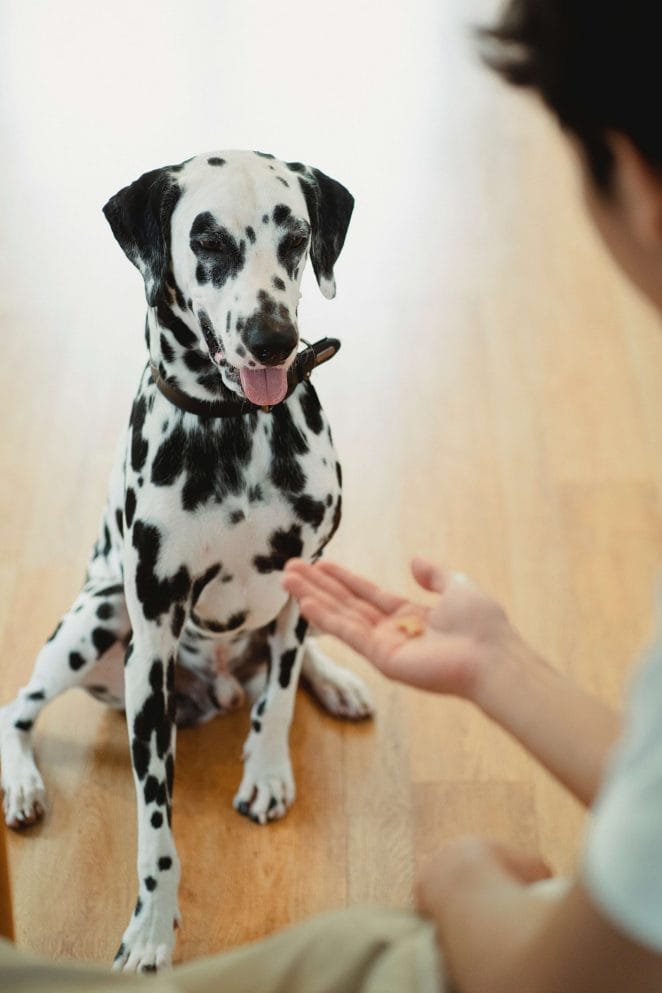 How to get your dog to howl
