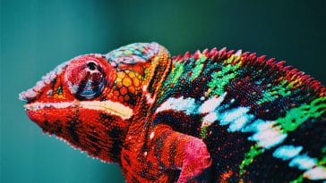 Animal names A-Z