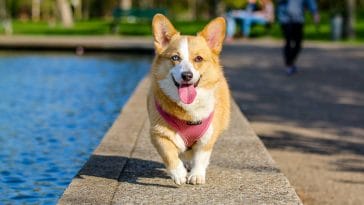 Animal names starting with d