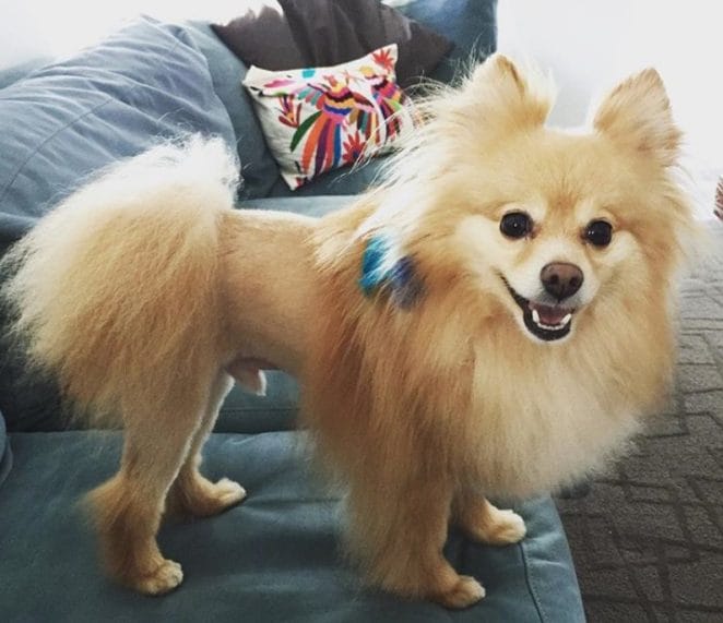 Top 10 Cute Lion Haircuts for Dogs That Are Hilarious