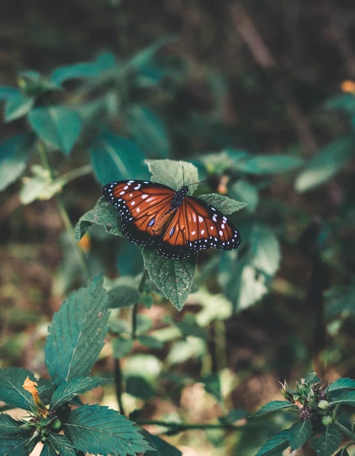 Pretty Butterfly Names Girl