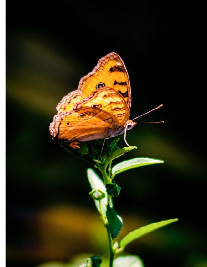rare-butterfly-names