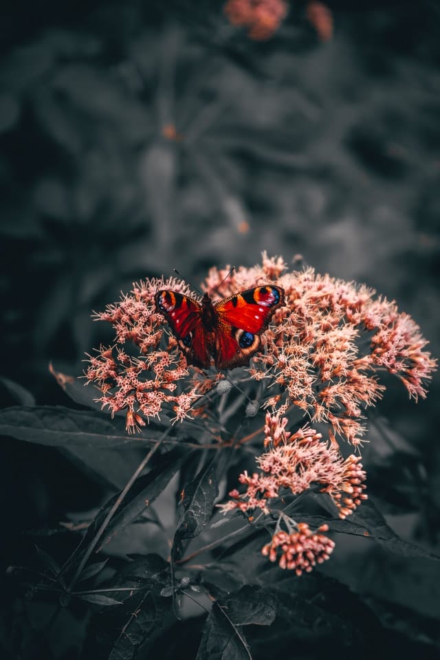 red-butterfly-names