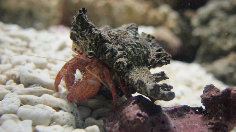 Species Of Hermit Crabs: Guide, Trivia & More!