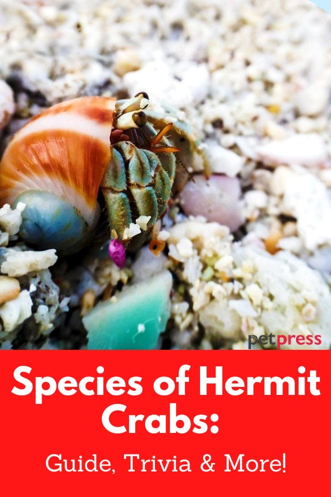 species of hermit crabs