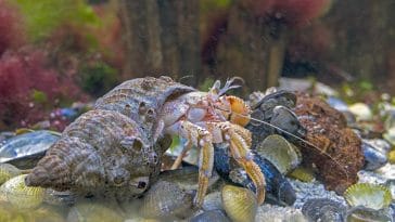 species of hermit crabs