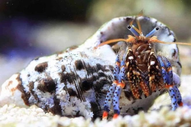 species of hermit crabs