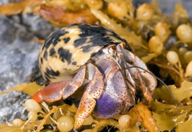 species of hermit crabs