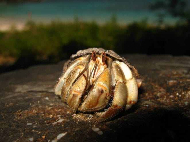 species of hermit crabs