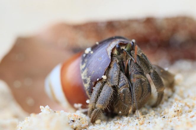 species of hermit crabs