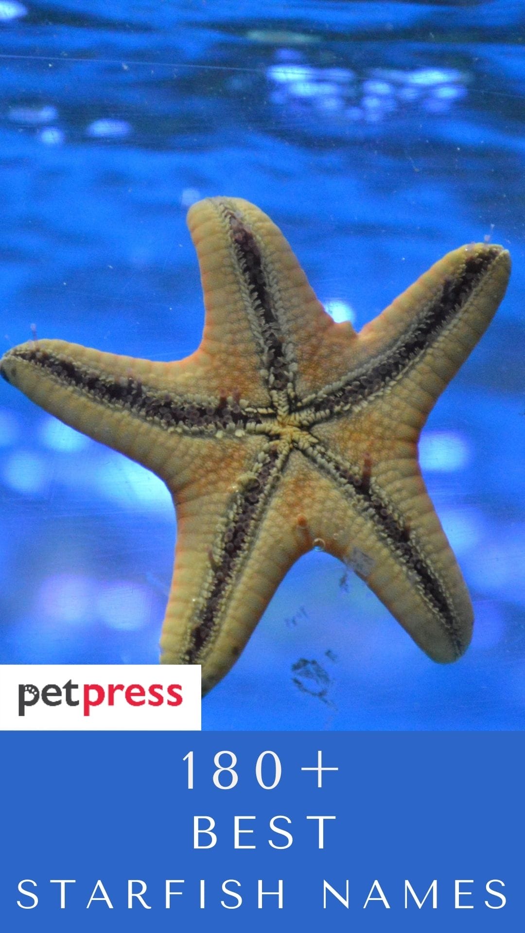 180-starfish-names-the-most-interesting-names-for-starfish