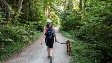 take-a-dog-for-a-walk