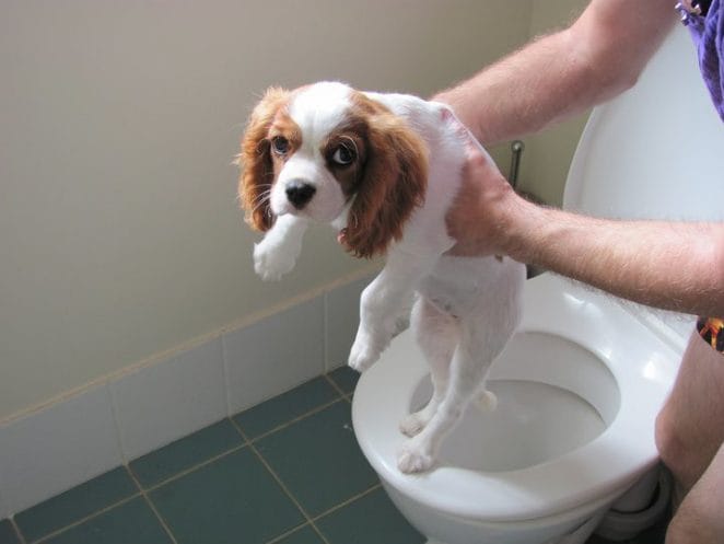 toilet-puppy-training