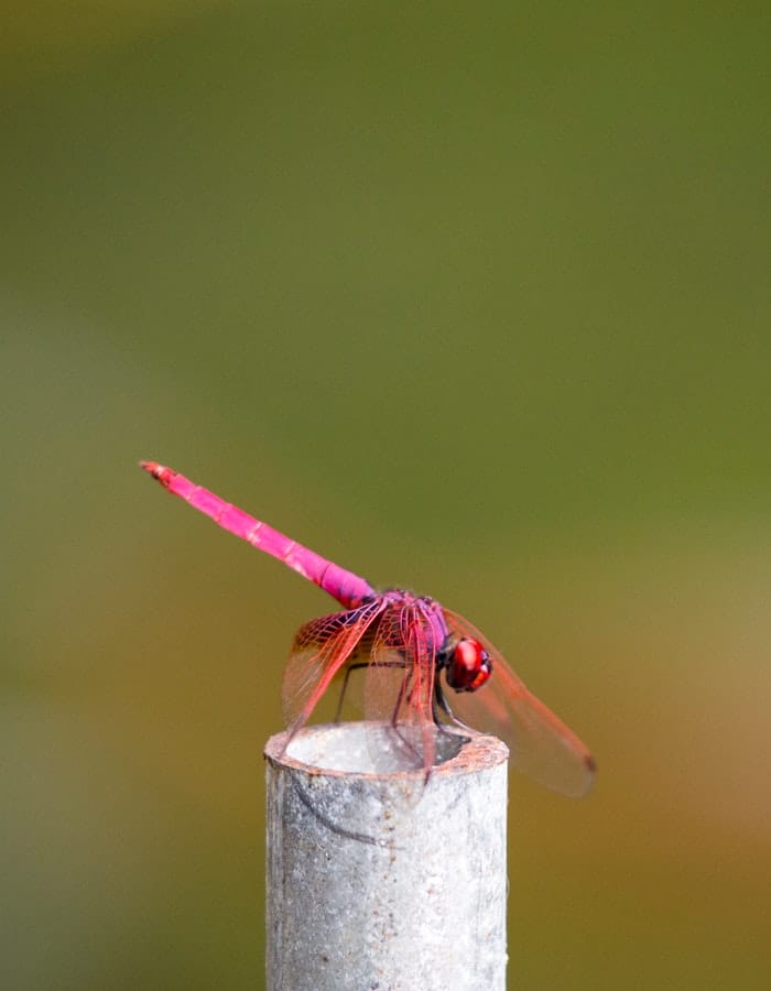 unique-dragonfly-names