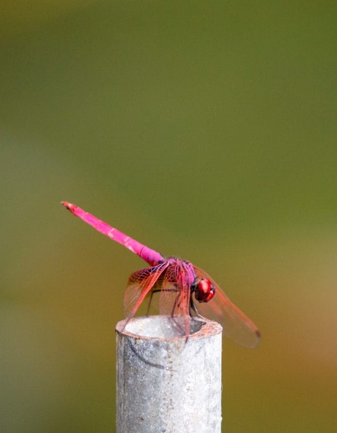 unique-dragonfly-names
