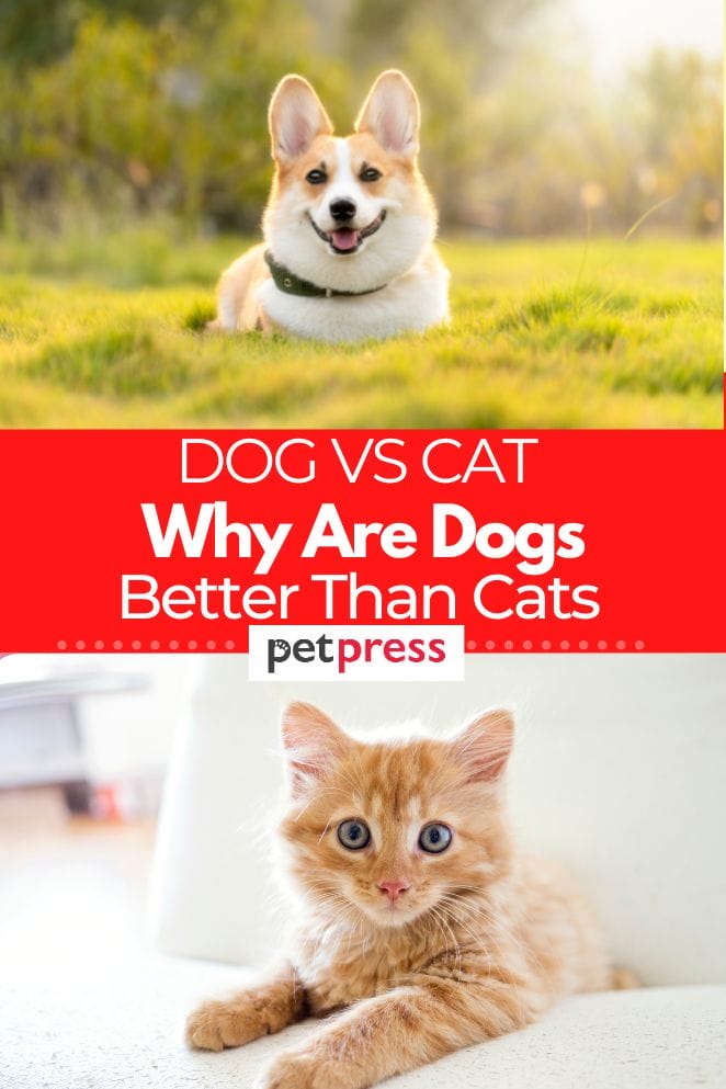 8 Reasons Why Dogs Are Better Than Cats - Do You Agree?