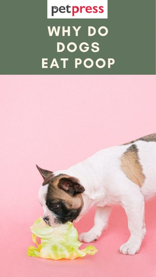 Why Do Dogs Eat Poop? The Reasons Behind This Weird Behavior