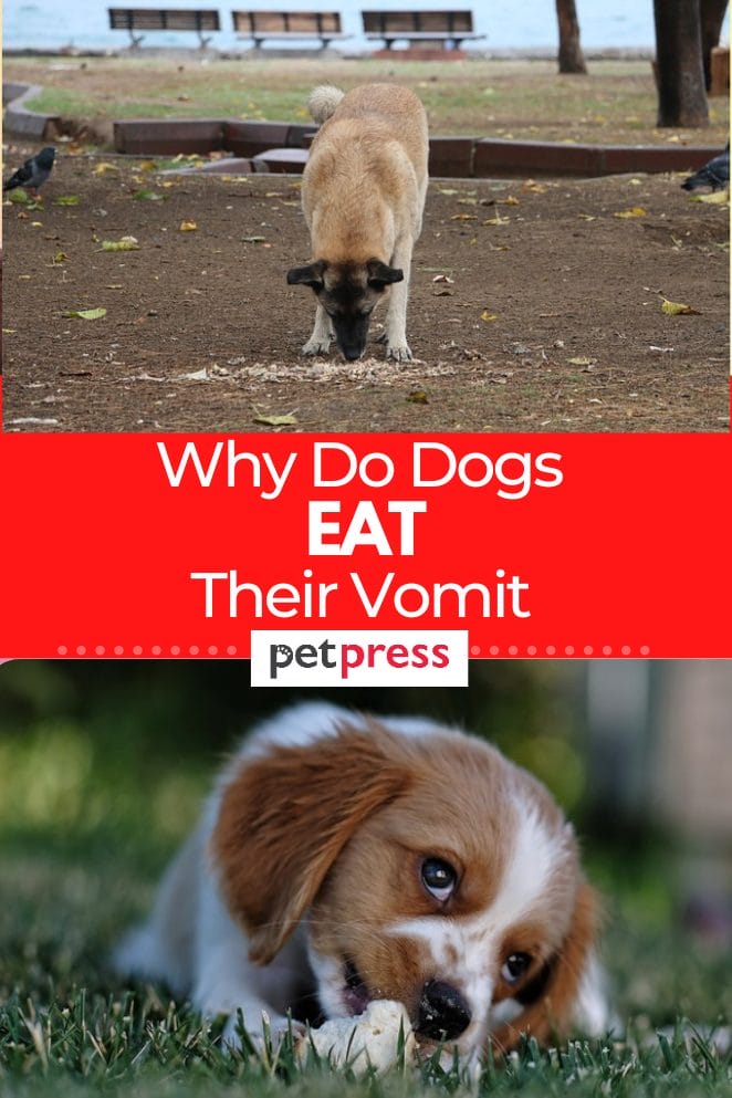 why-do-dogs-eat-their-vomit