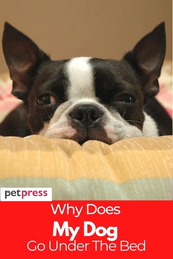 My Dog Goes Under the Bed Reasons and Solutions