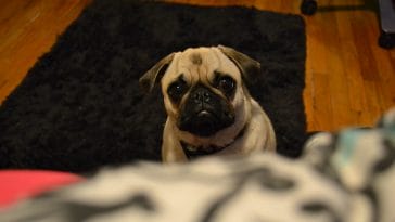 why dog go under the bed