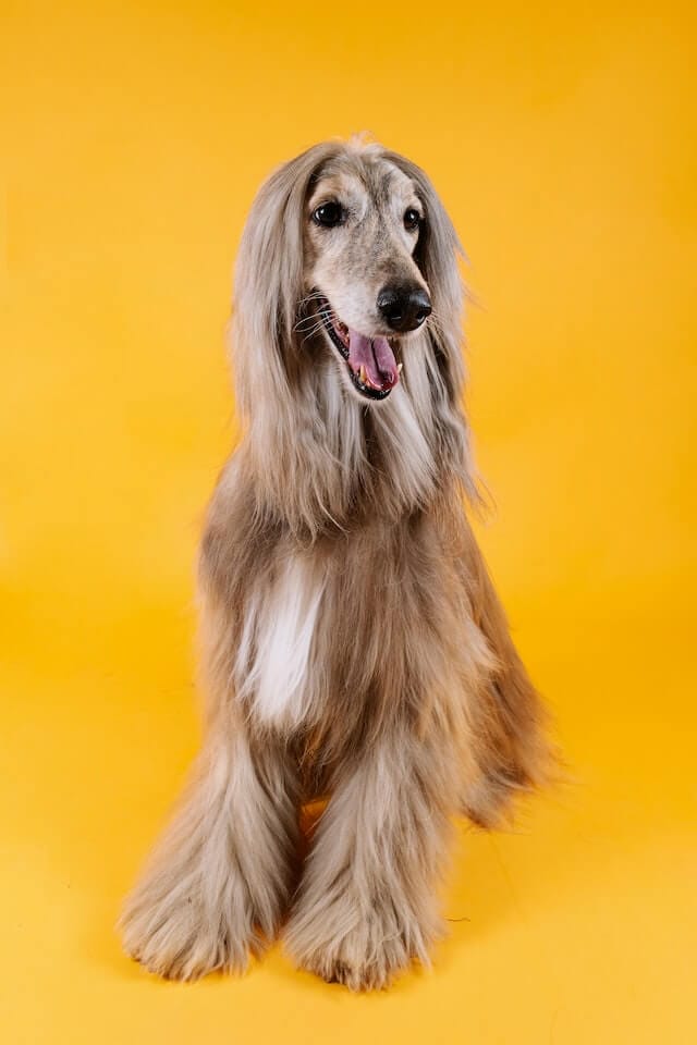 Skinny dog breeds