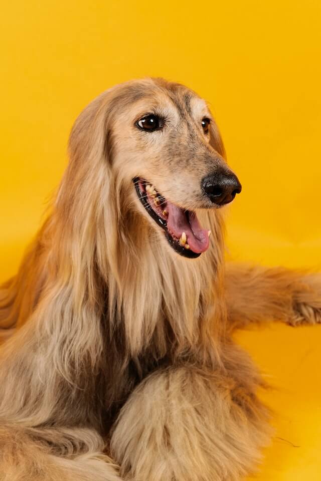 Prettiest dog breeds