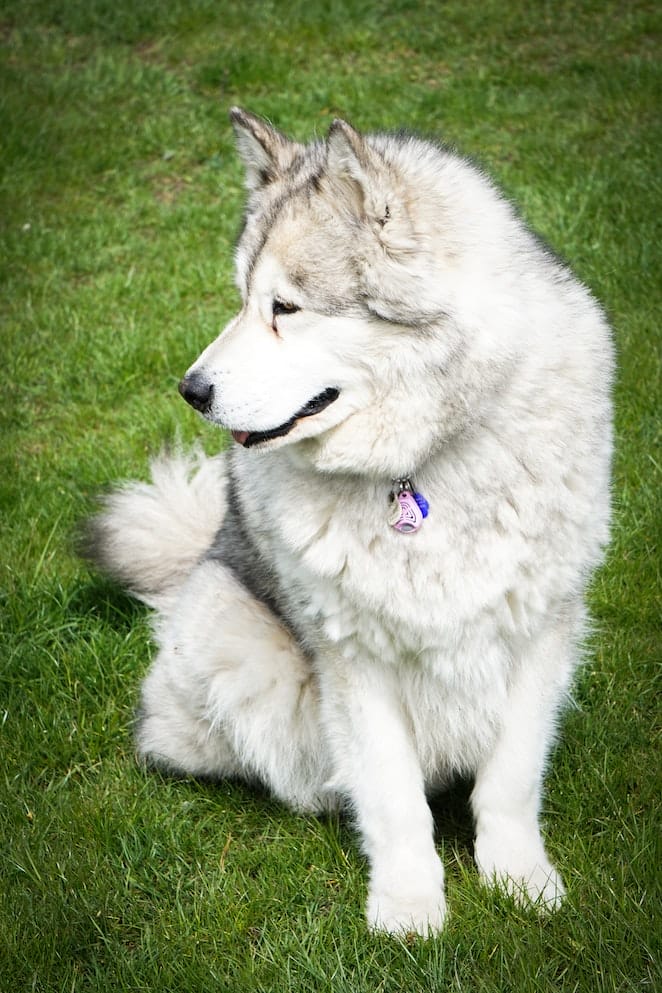 Prettiest dog breeds