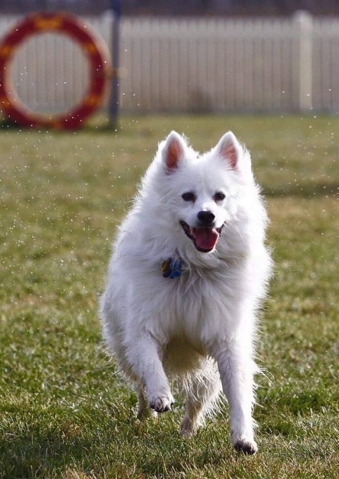 Fluffy dog breeds