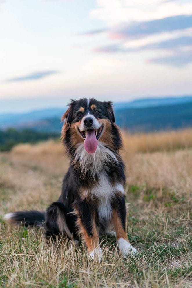 Fluffy dog breeds