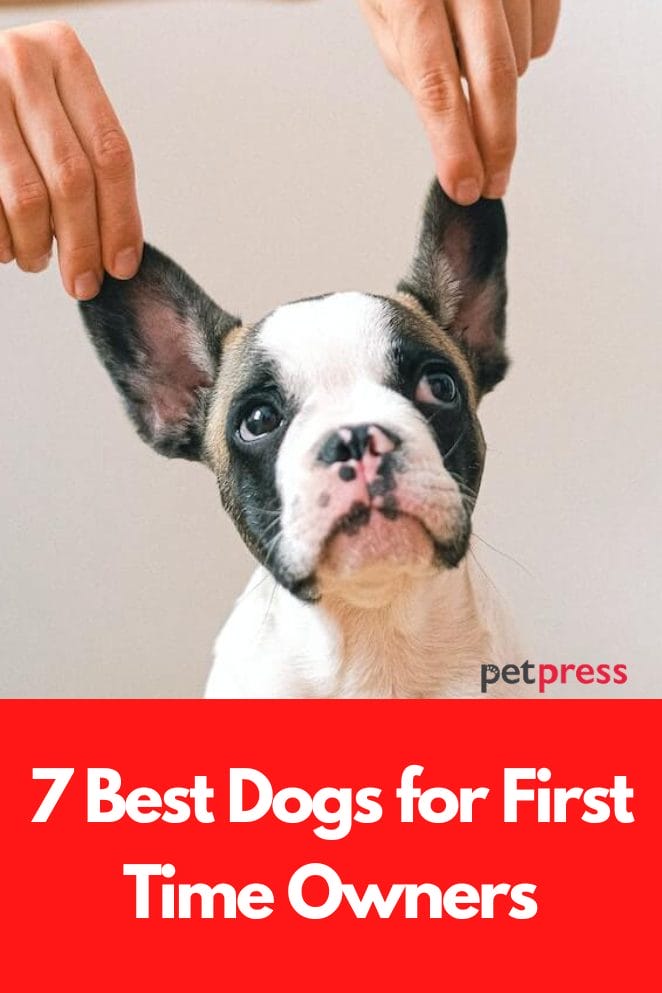 Best dogs for first time owners