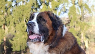 Big dog breeds