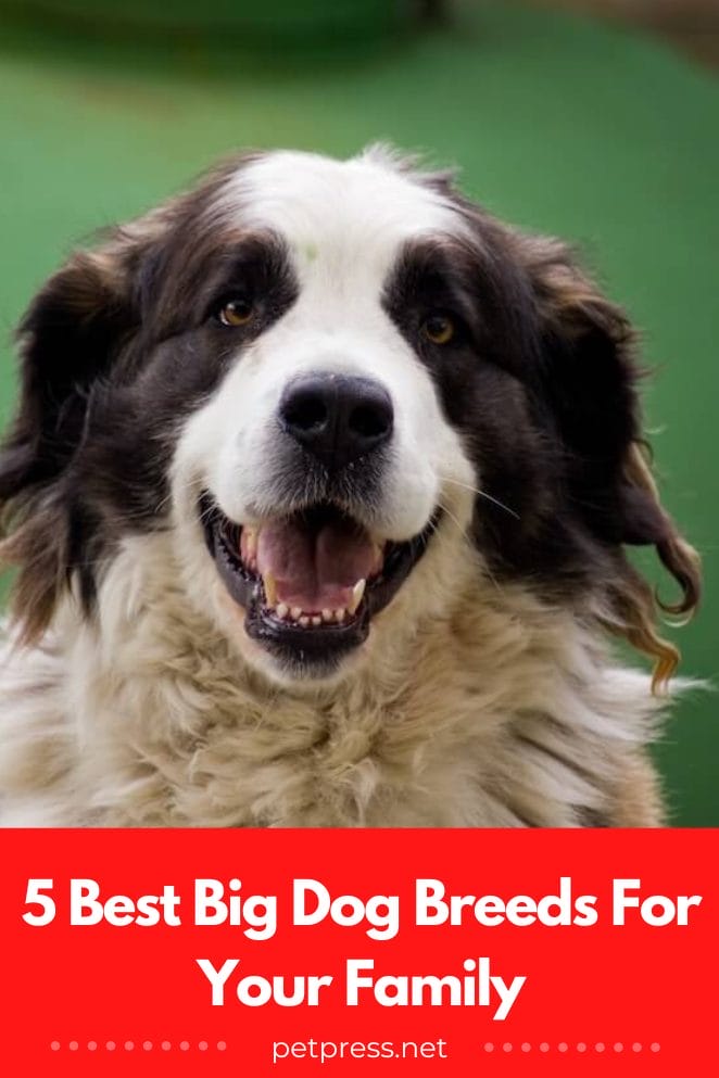 5 Best Big Dog Breeds For Your Family