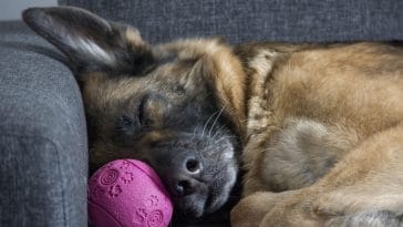 Can dogs have nightmares