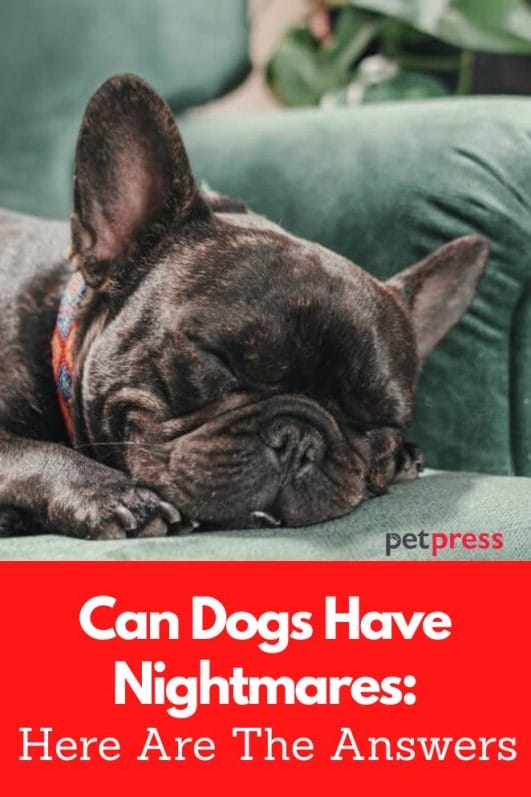 Can Dogs Have Nightmares Here Are The Answers