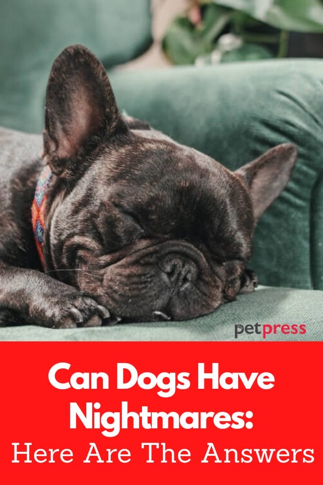 can-dogs-have-nightmares-here-are-the-answers