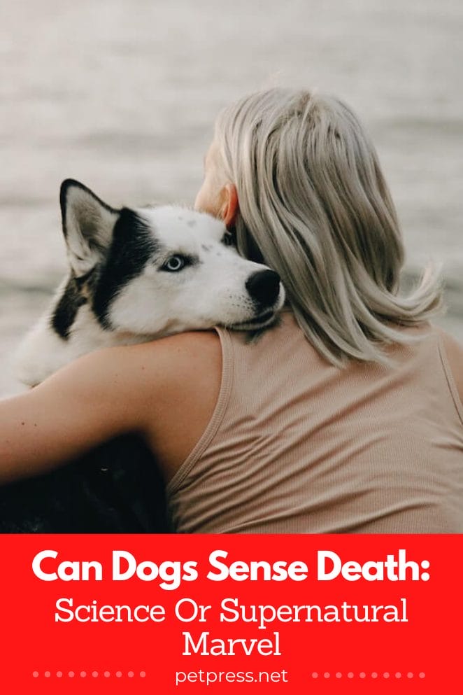 Can dogs sense death