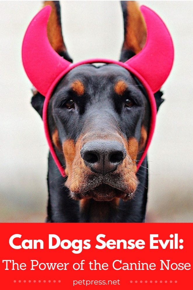 Can dogs sense evil