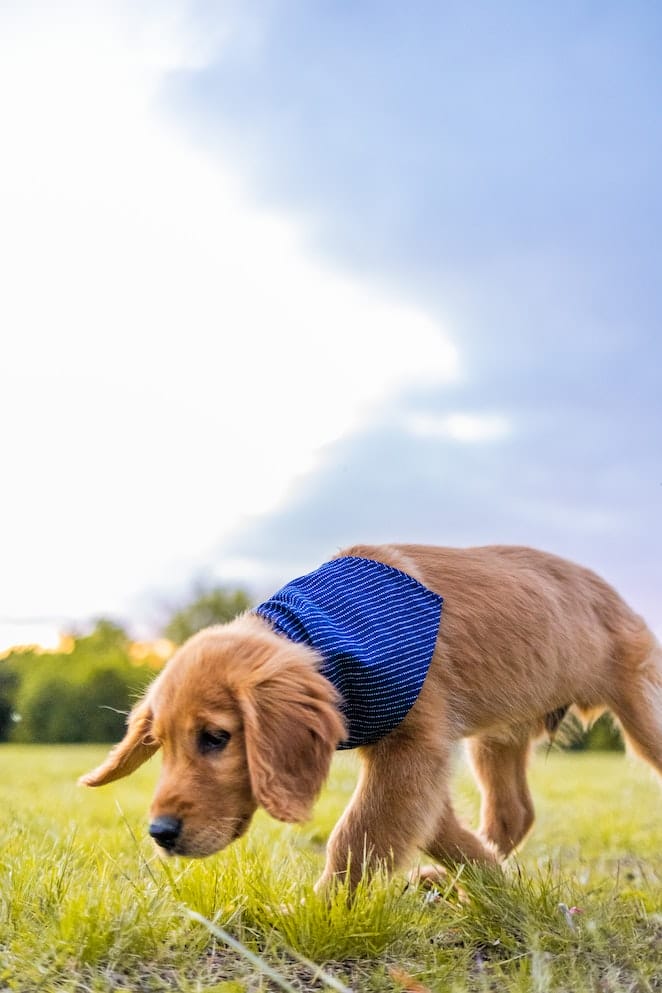 Can Dogs Sense Evil The Power Of The Canine Nose can-dogs-sense-evil-the-power-of-the-canine-nose