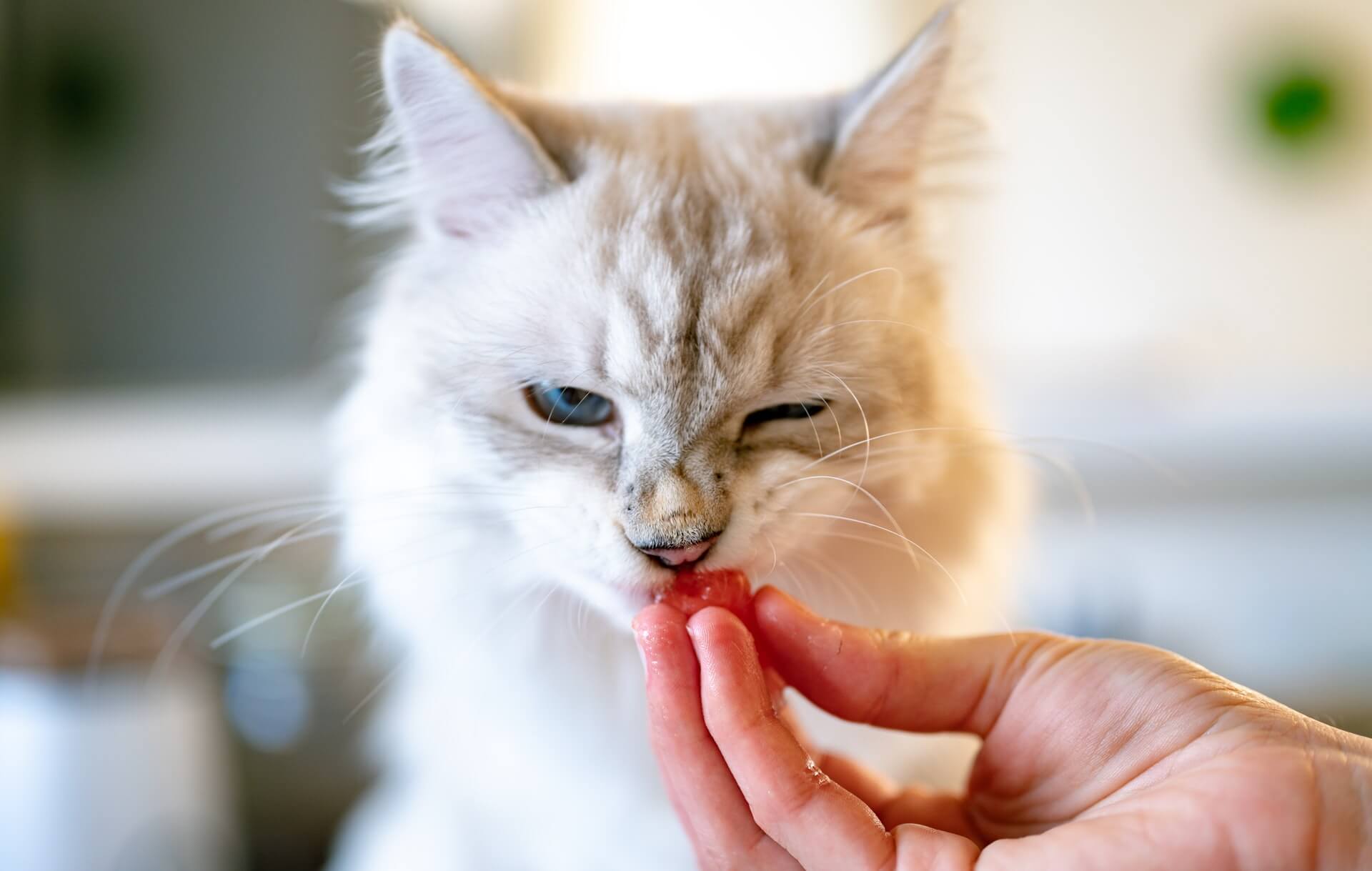 Cat Not Eating Food And Sleeping A Lot