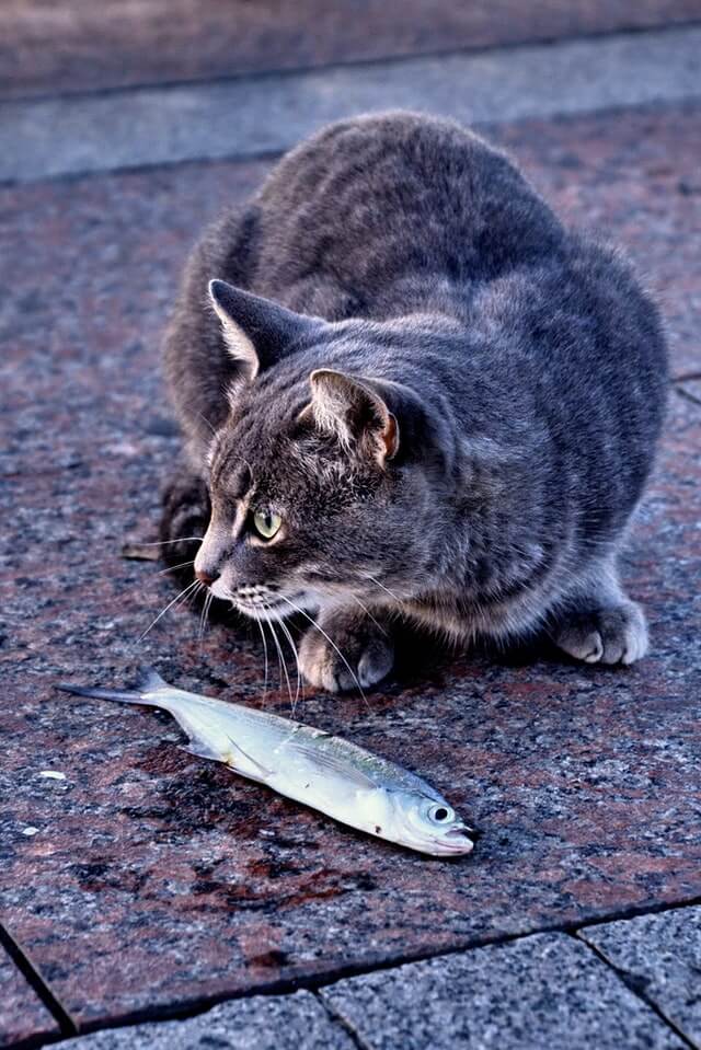 Is Your Cat Not Eating Food Here Is What You Can Do is-your-cat-not-eating-food-here-is-what-you-can-do