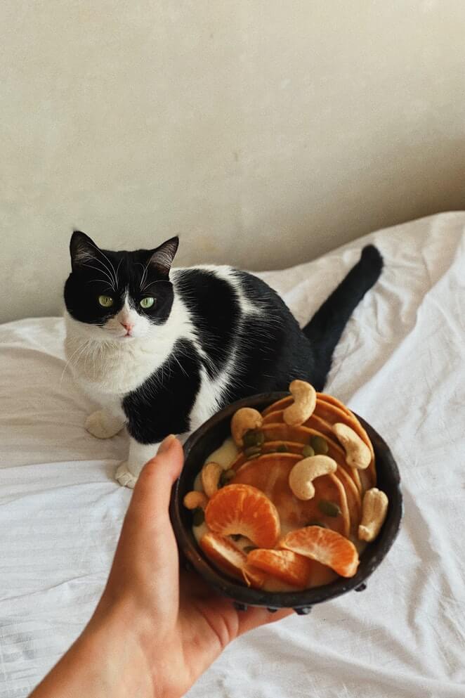 Is Your Cat Not Eating Food Here is What You Can Do