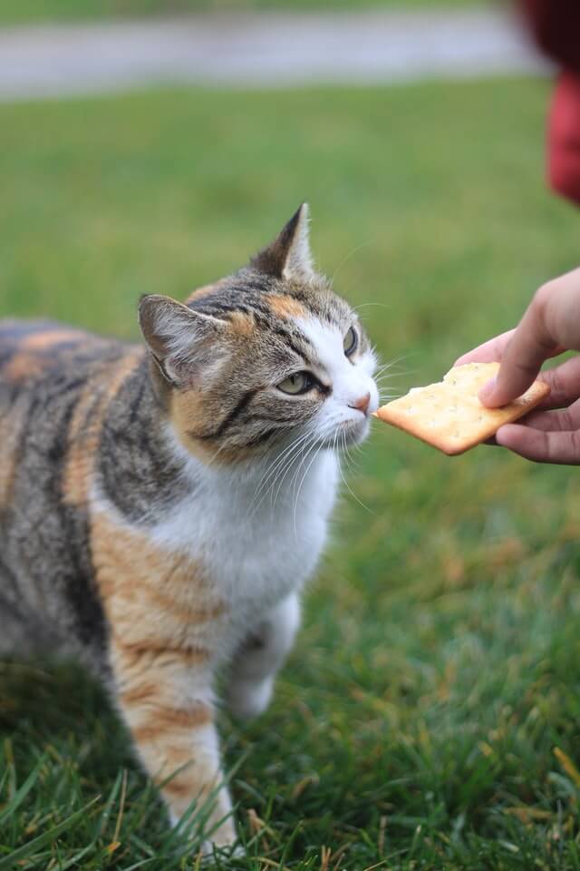 Cat not eating