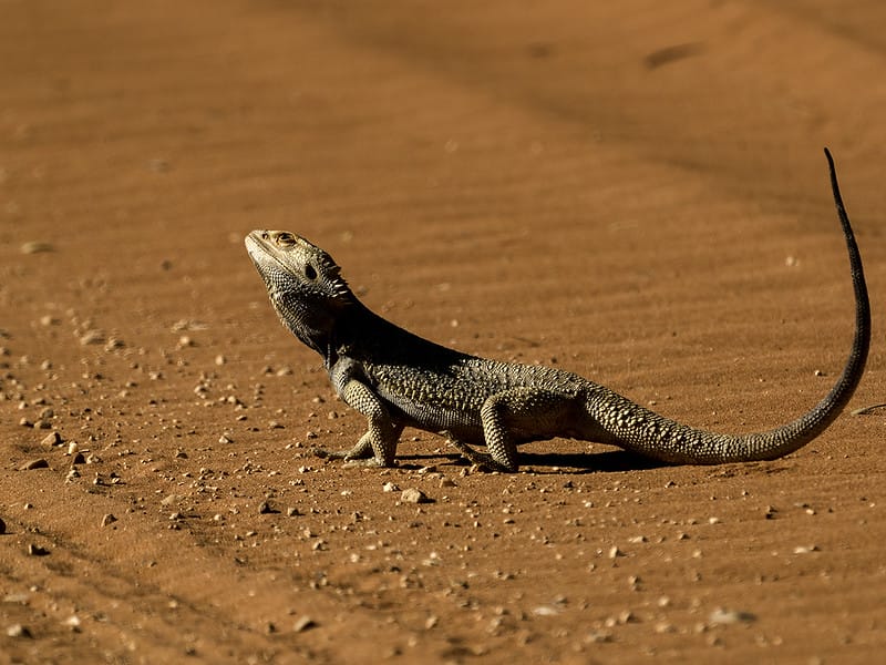 Central Bearded Dragon