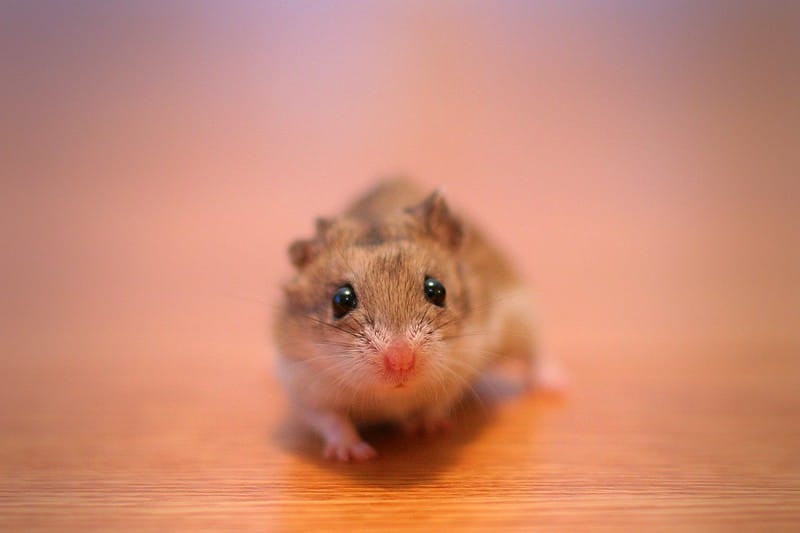 Chinese Hamsters