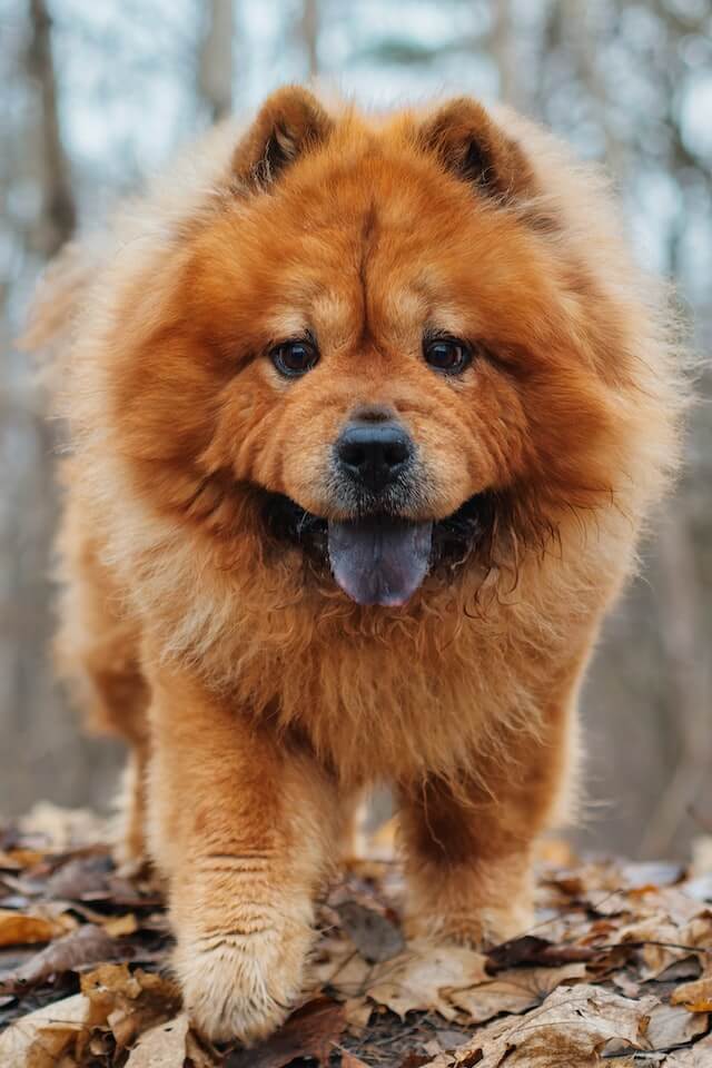 Fluffy dog breeds