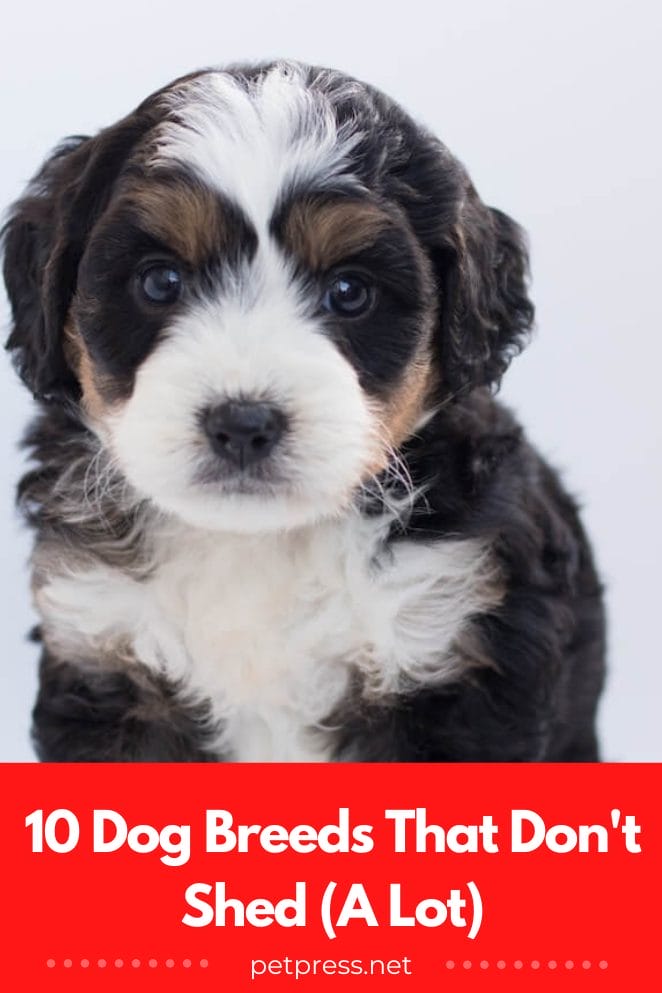 10 Dog Breeds That Don't Shed (A Lot)