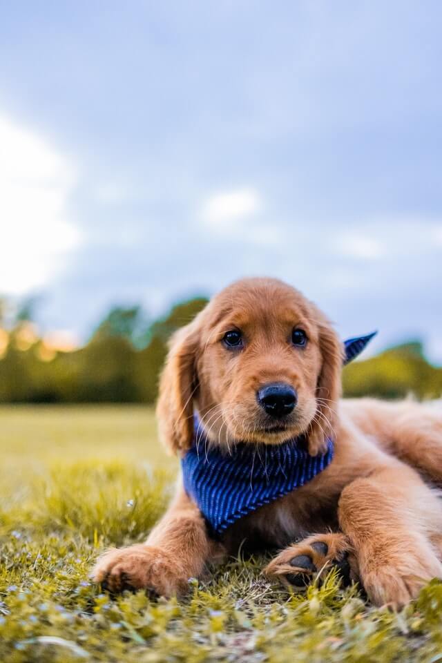 Dog peeing in house