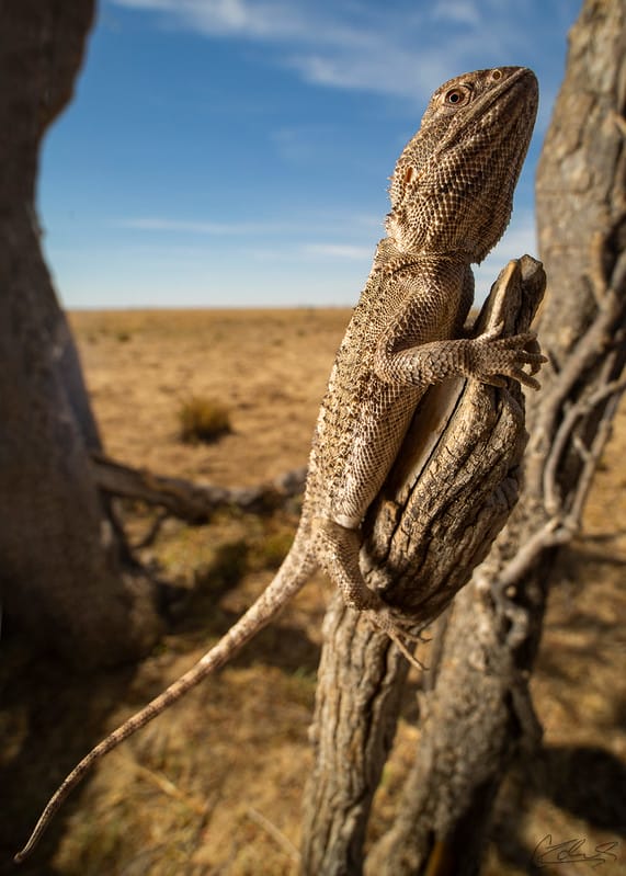 Dwarf Bearded Dragon