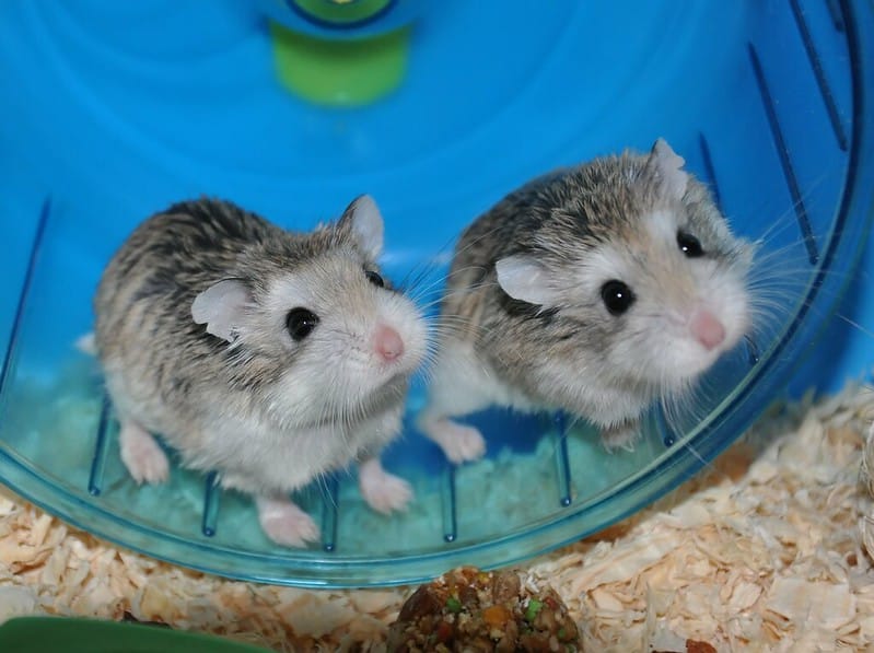 Dwarf Hamsters