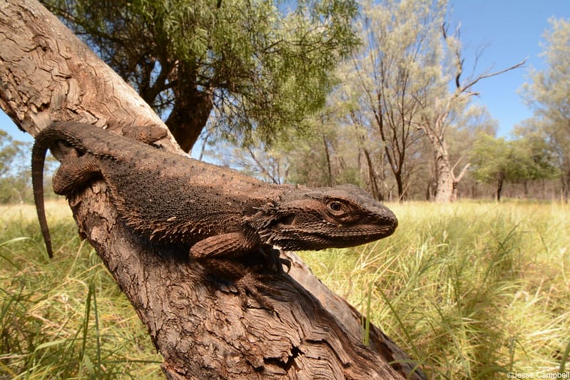 Eastern Bearded Dragon